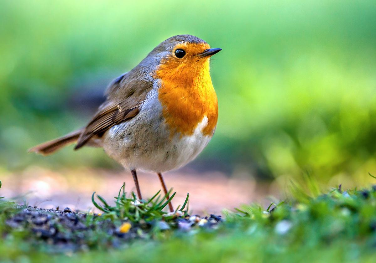 Červenka obecná (Erithacus rubecula): zahradní pták Mezi pěvci je také zahradní pták červenka obecná