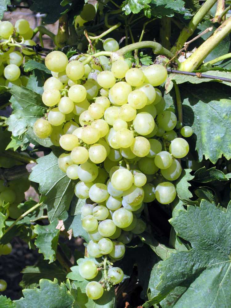Pannonia kincse taktéž nepatří mezi piwi odrůdu