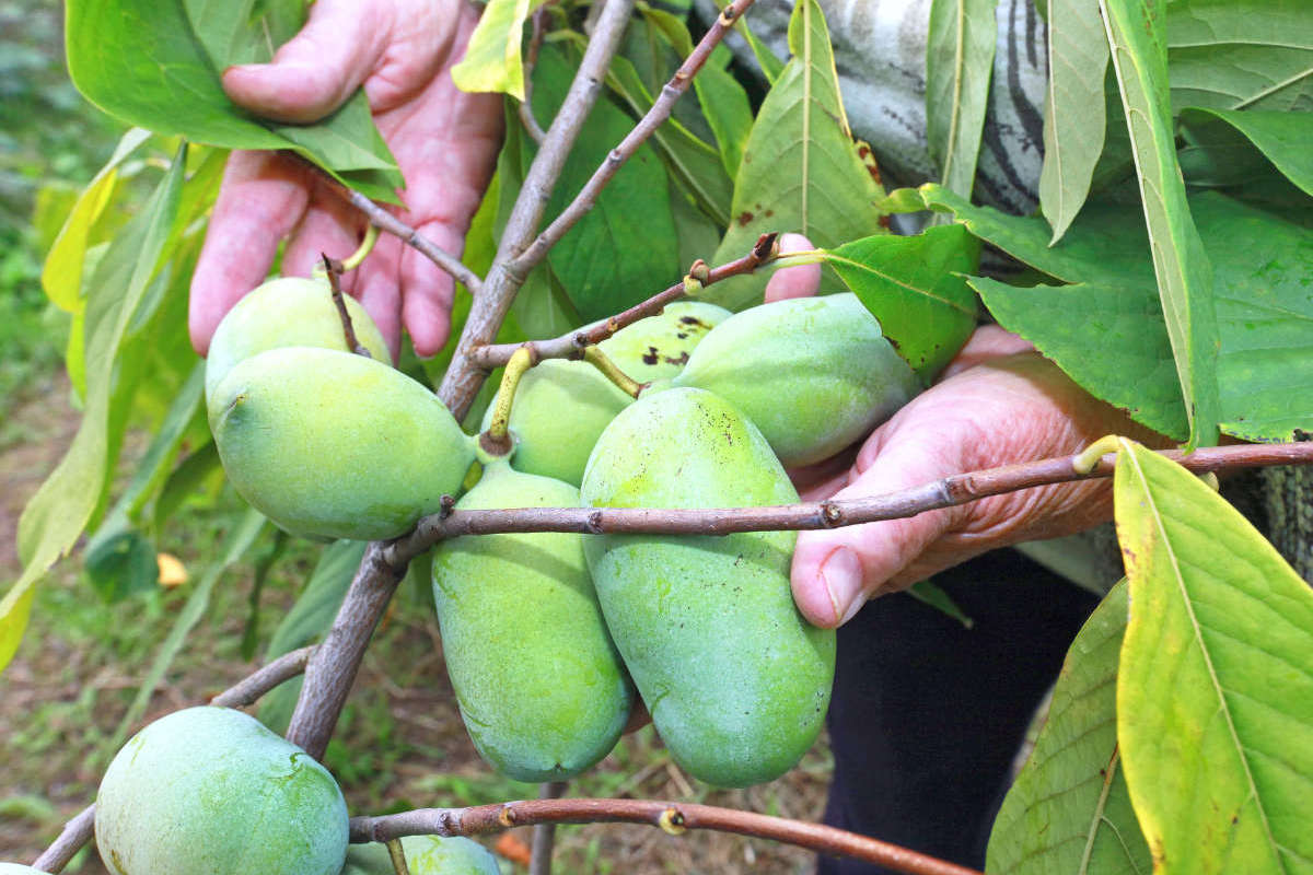 Ovoce asiminy tvarově připomíná mango Ovoce asiminy tvarově připomíná mango
