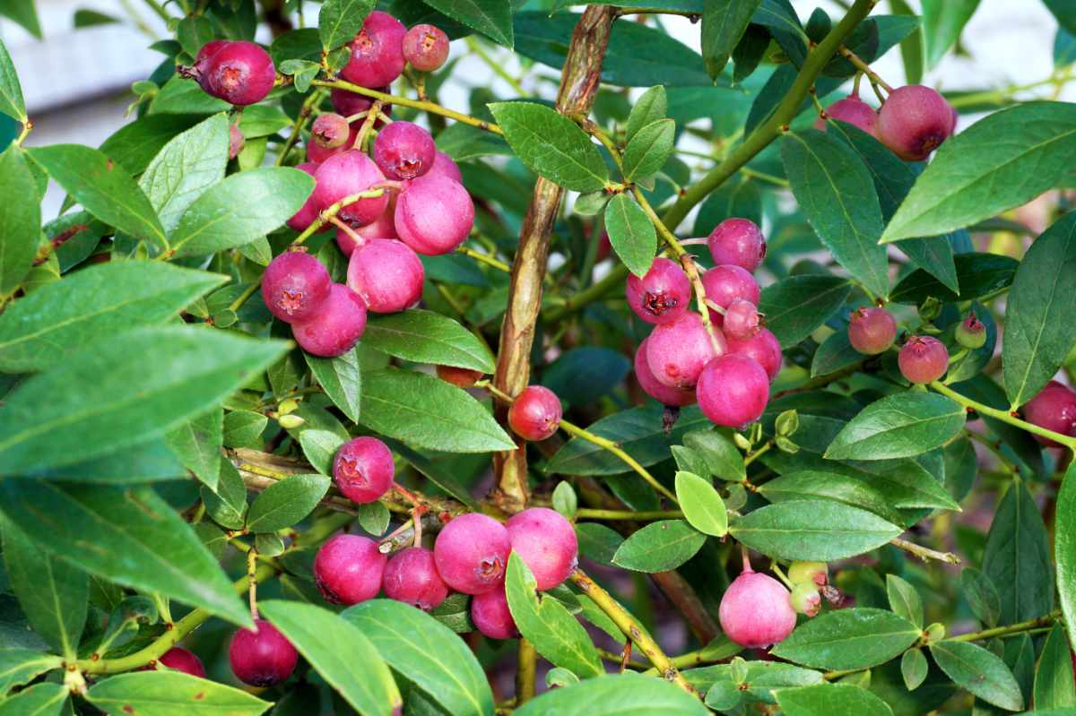 Odrůda borůvek s růžovými plody - Pink Lemonade Růžové borůvky