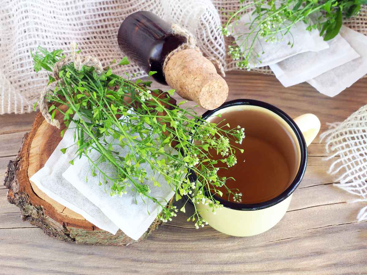 Kokoška pastuší tobolka a penízek rolní; jedlé plevele  