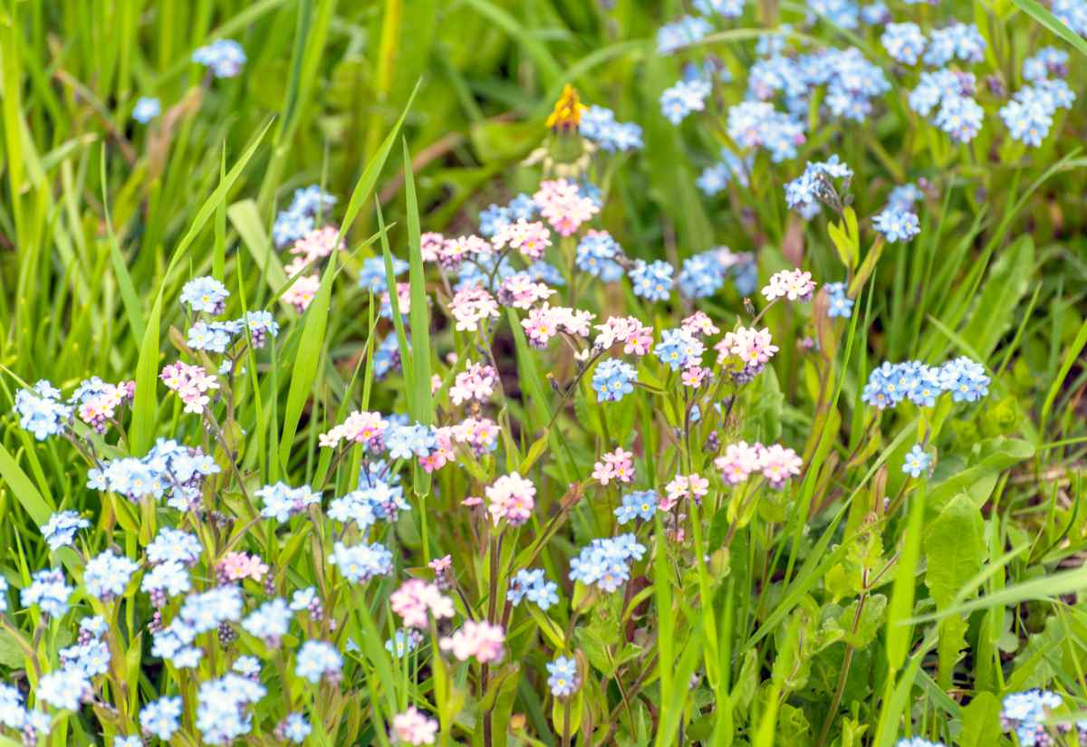 Pomněnky mají nejen modrou barvu květů, odrůda Myosotis sylvatica Dvouletka pomněnka