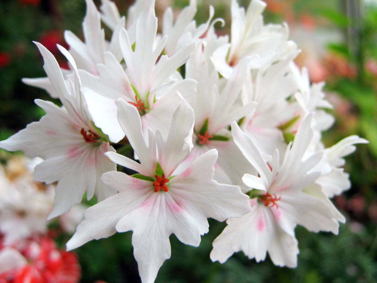 Stellary; velmi rychle se rozvíjející skupina pelargonií