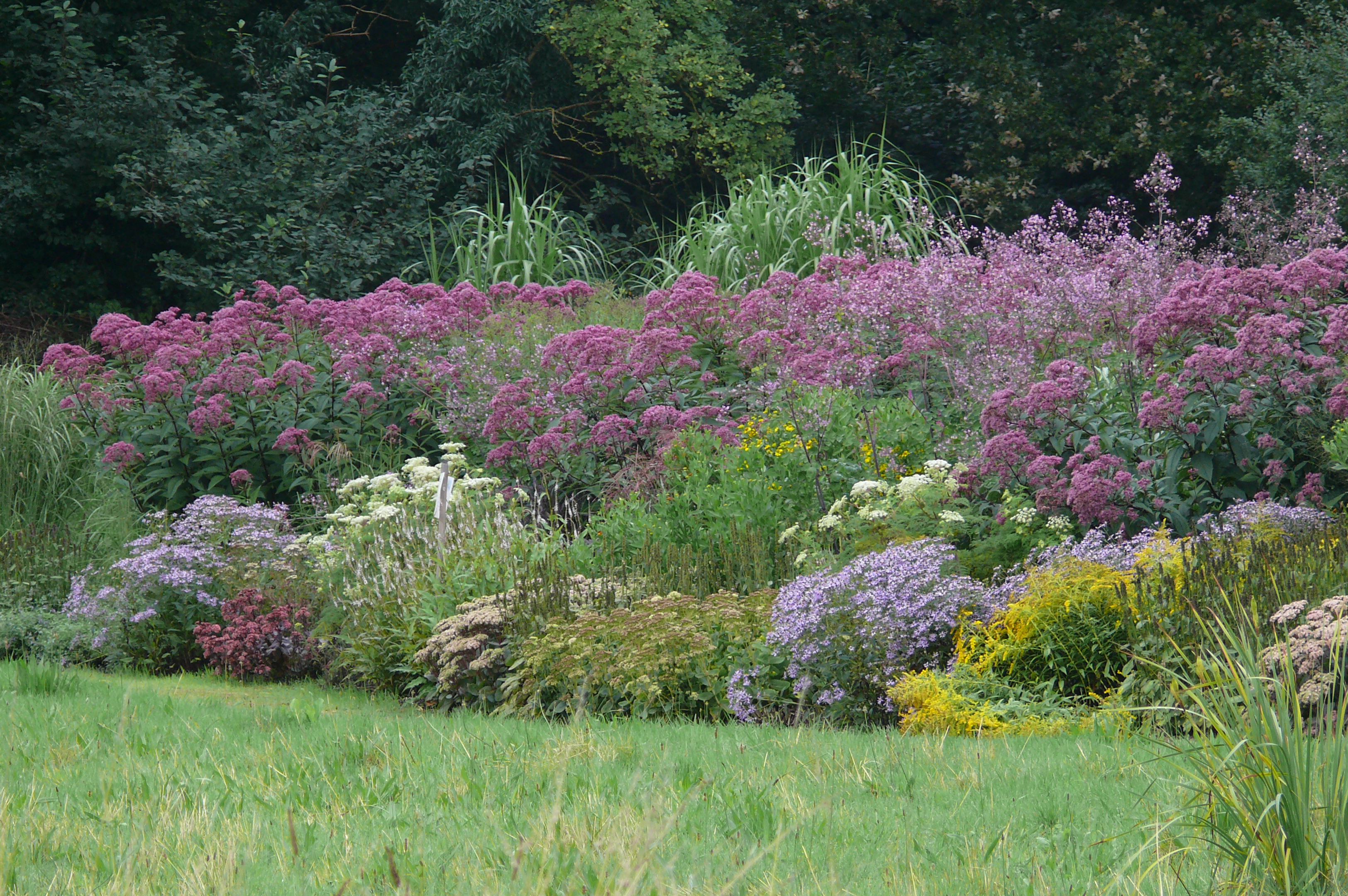 Eupatorium maculatum v kombinovaném trvalkovém záhonu Sadce zdobí výrazná květenství