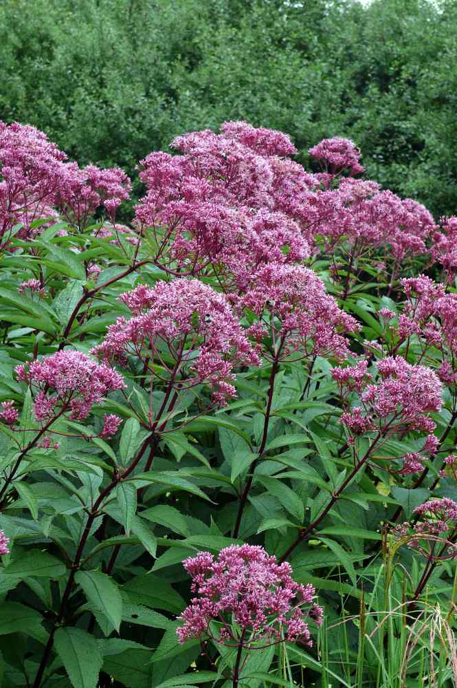 Eupatorium maculatum Eupatorium maculatum