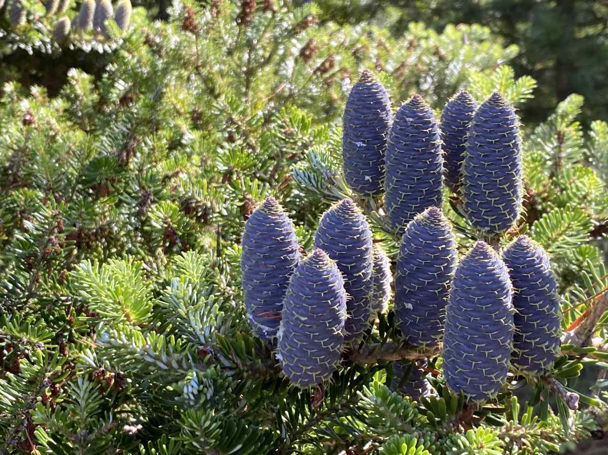 Jedle řecká v botanické zahradě bývalé zemědělské školy v Dalovicích