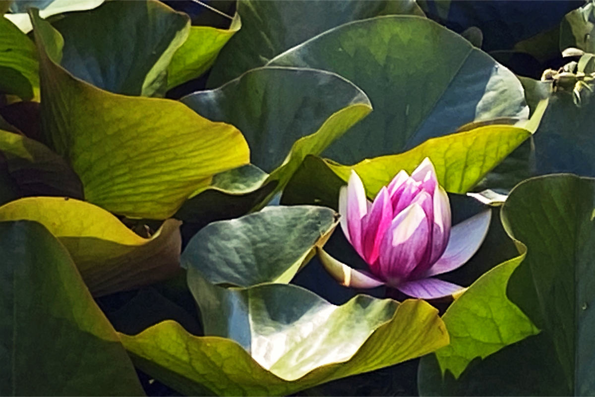 Co s botanickou zahradou zrušené školy? Nabízí inspiraci a osvětu