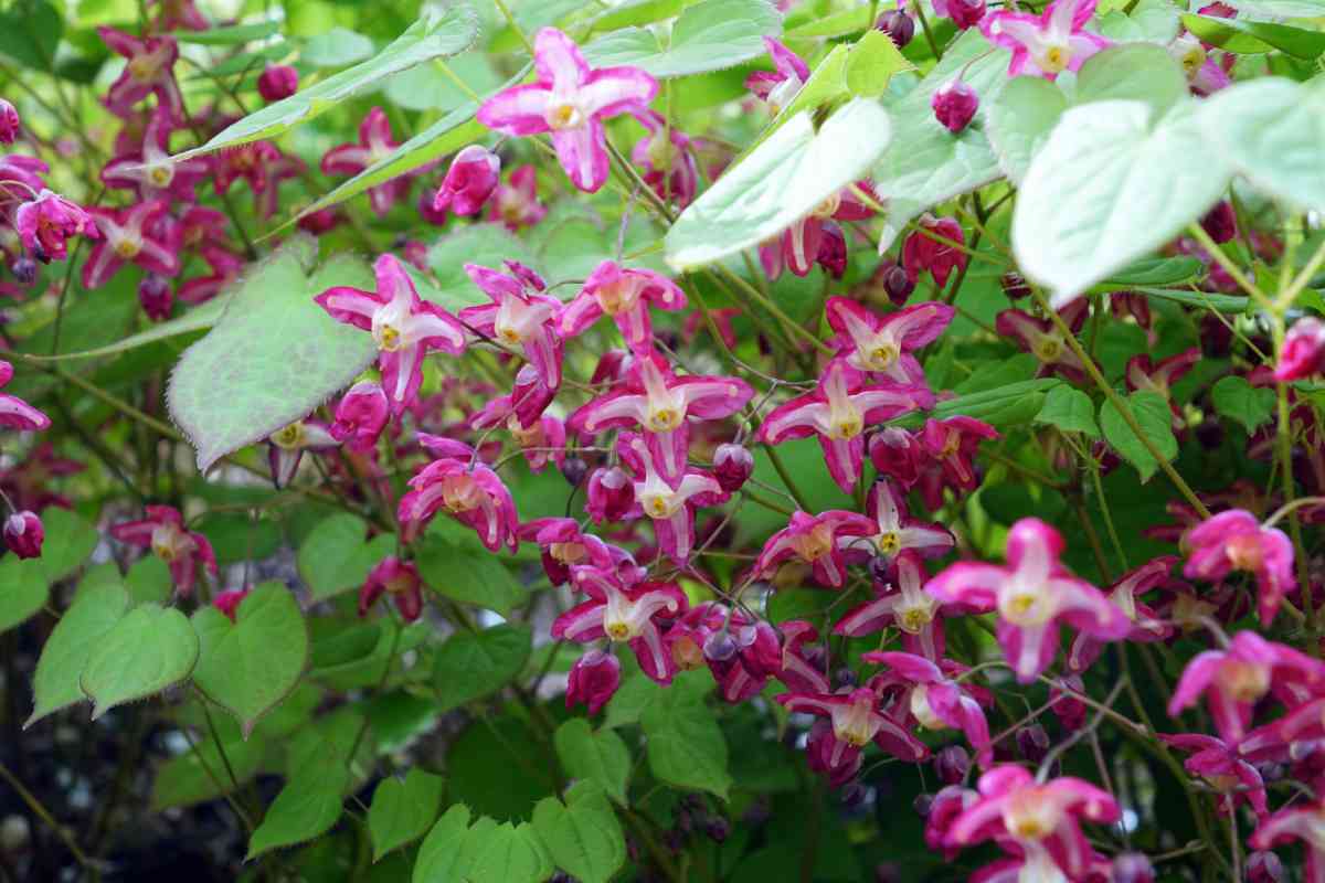 Škornice Epimedium x rubrum je trvalka vhodná do polostinných stanovišť, foto P. Hanzelka