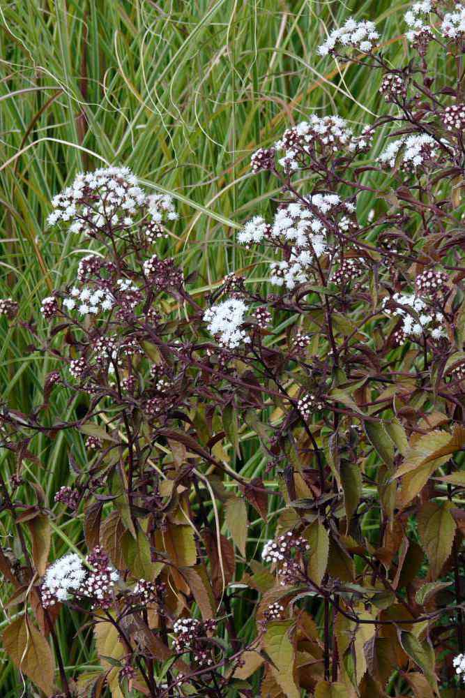 Eupatorium rugosum Braunlaub v měsíci říjnu Eupatorium rugosum Braunlaub v měsíci říjnu