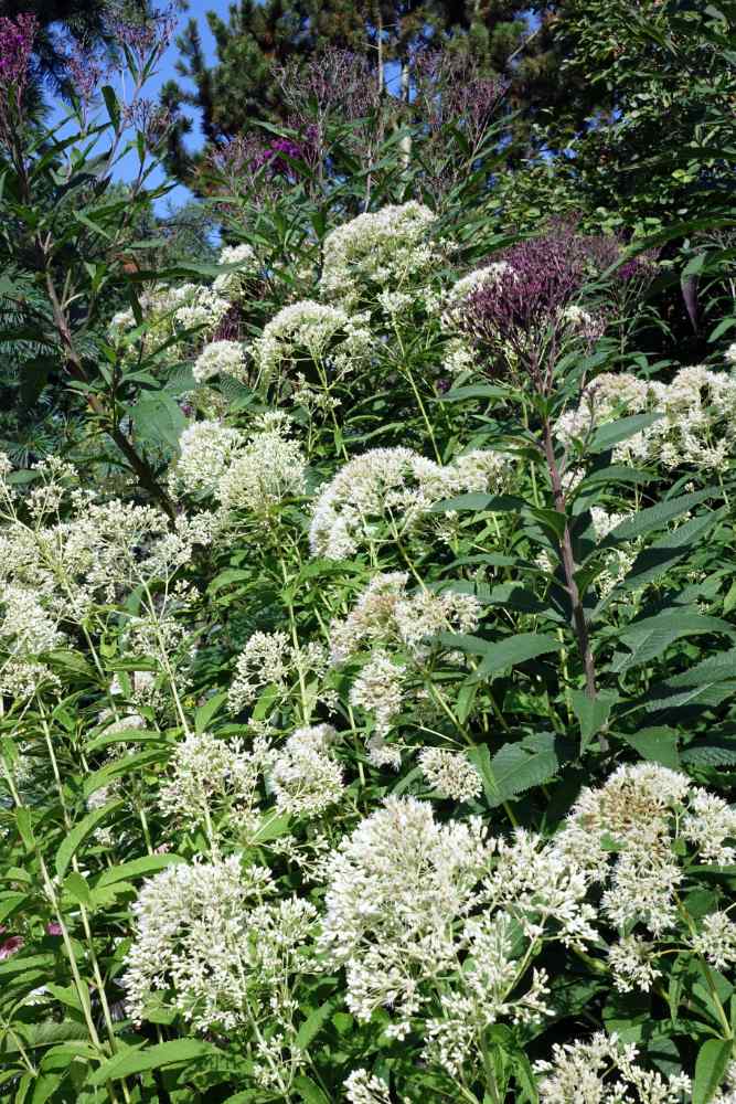 Eupatorium fistulosum Ivory Towers patří mezi bělokvěté kultivary Eupatorium fistulosum Ivory Towers patří mezi bělokvěté kultivary