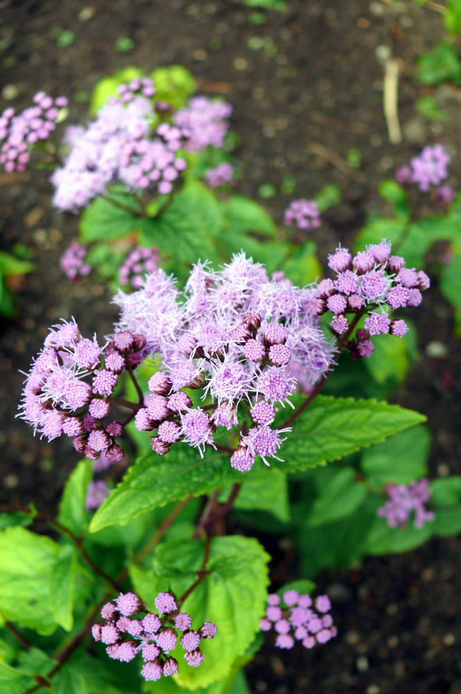 Eupatorium coelestinum Eupatorium coelestinum