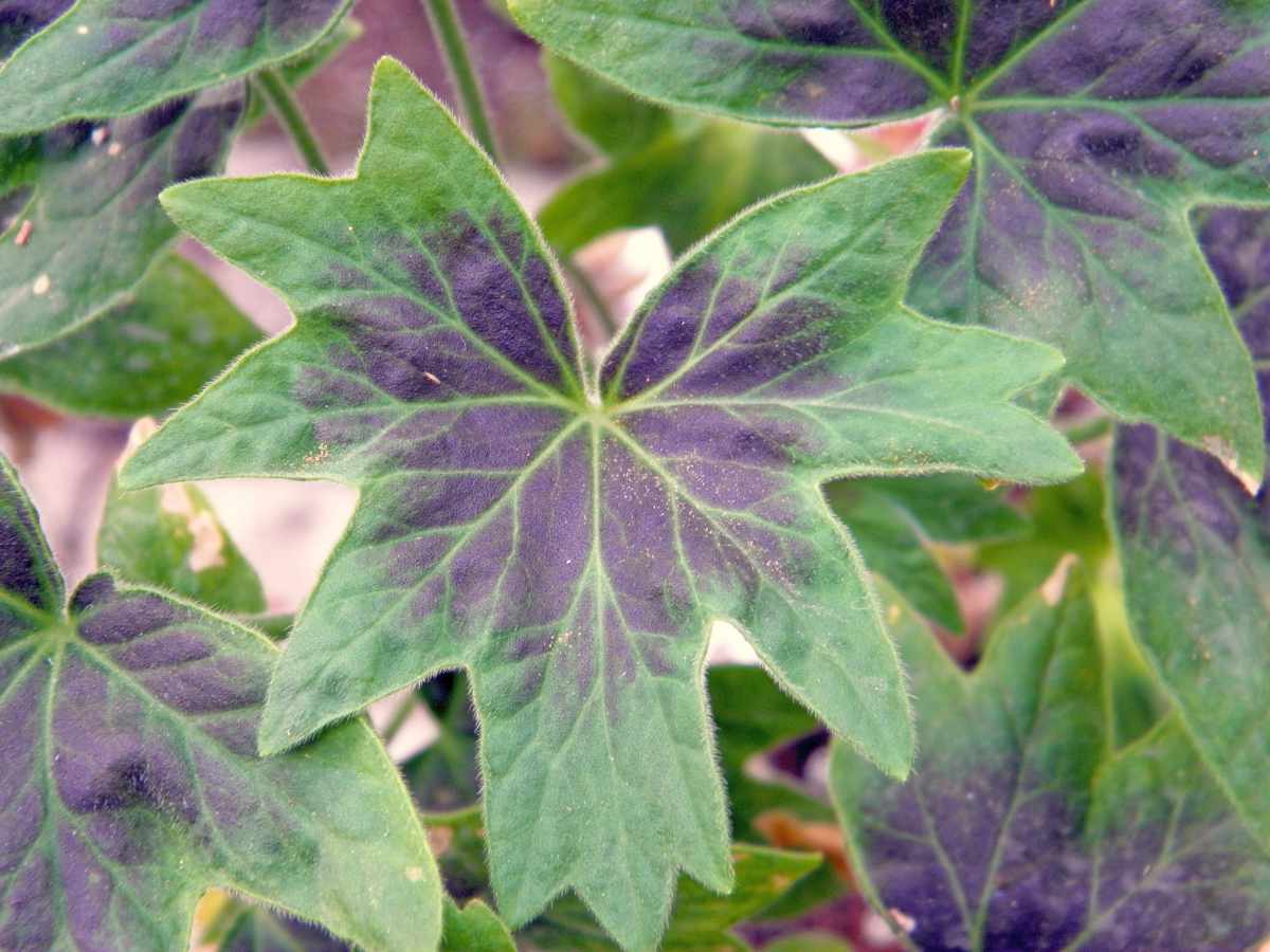 Hvězdicovitá pelargonie