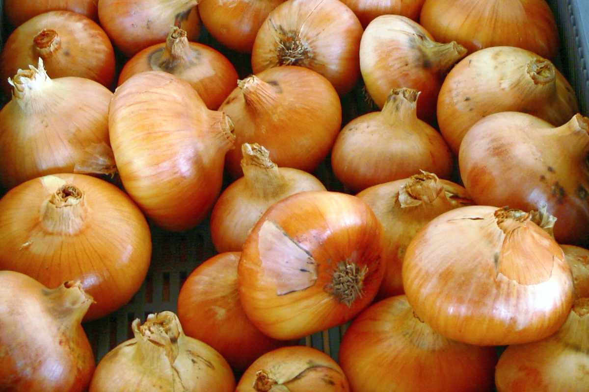 Štutgartská se hodí k dlouhodobému skladování Cibule odrůdy Štutgartská, foto K. Petříková