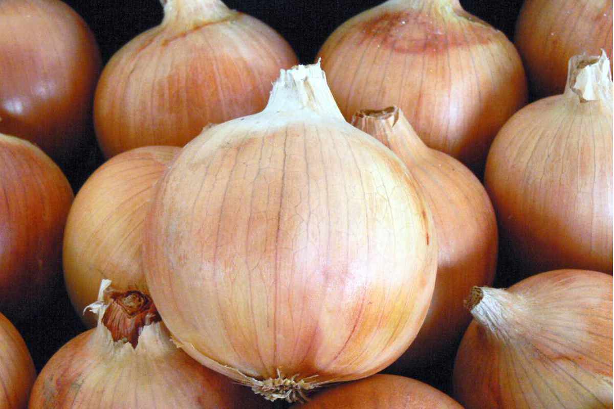 Cibule na výběr: historie, odrůdy, pěstování, choroby, škůdci