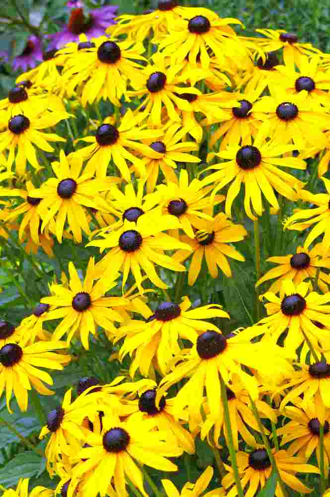 Třapatka (Rudbeckia fulgida Goldsturm)