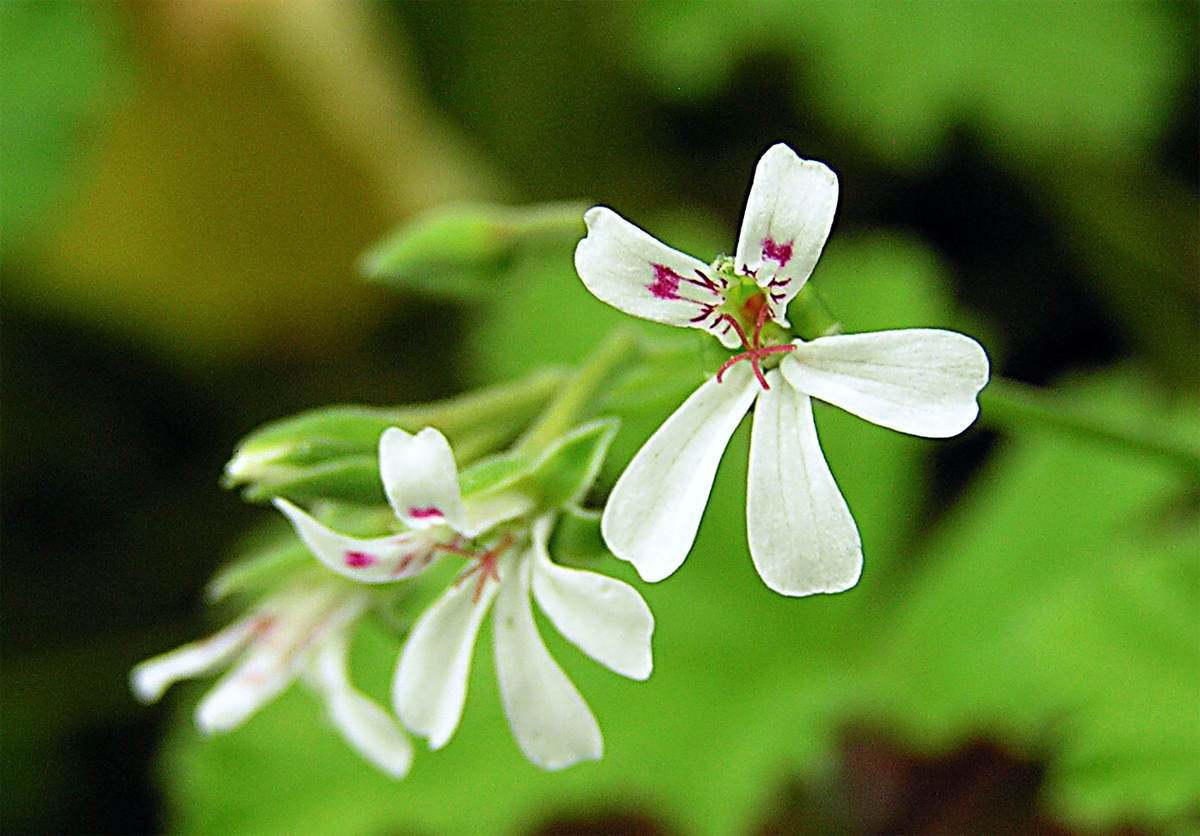 Aple Mint s jablečnou vůní Vonné pelargonie