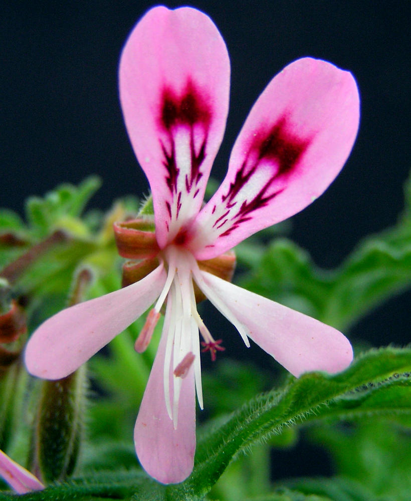 Mátová pelargonie Felty Radens vonné pelargonie, odrůda Felty Radens