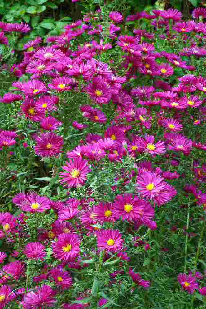Hvězdnice (Aster novi-belgii Crimsone Brocade)
