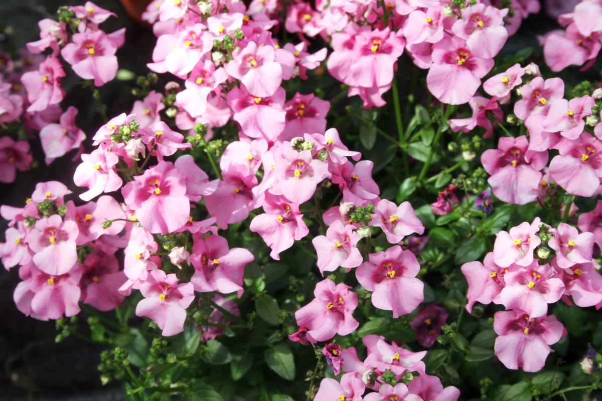 Diascie Wink Lavender Pink