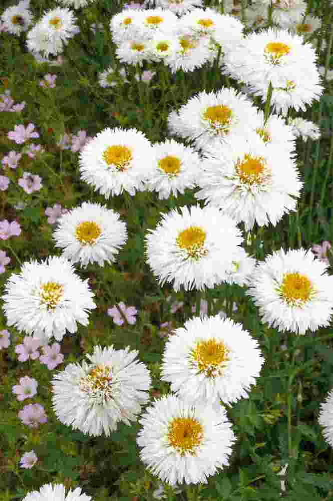 Kopretina (Leucanthemum Sněhurka) druh vyšlechtěný v Čechách