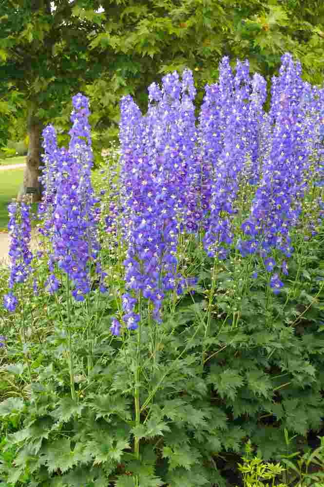 Delphinium Polarnacht dokáže opakovaně kvést během léta