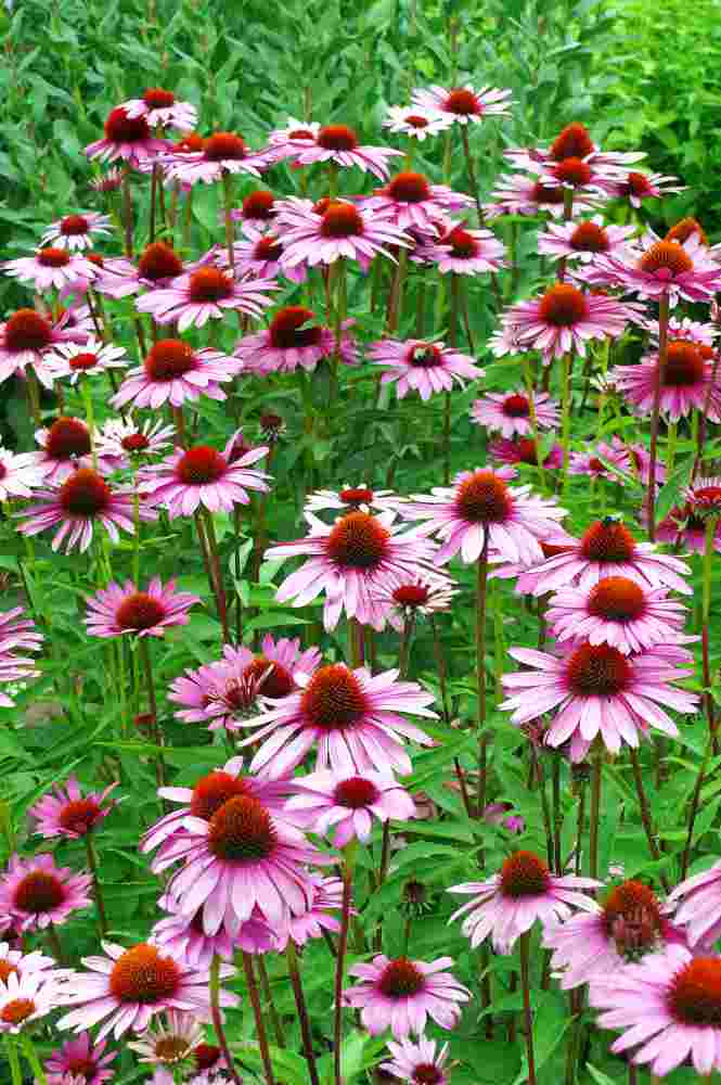 Třapatkovka (Echinacea purpurea Magnus Superior) snáší i občasné přísušky