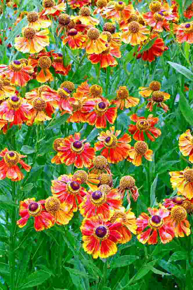 Záplevák (Helenium Feuersiegel)