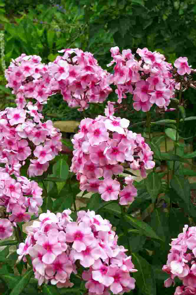 Plamenky (Phlox paniculata Rozovaja Skazka)