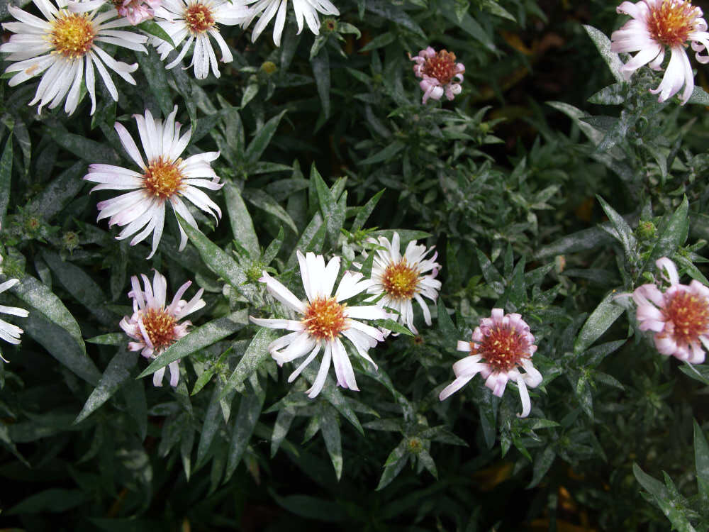 Padlí poškodilo astřičky (Aster, hvězdnice)
