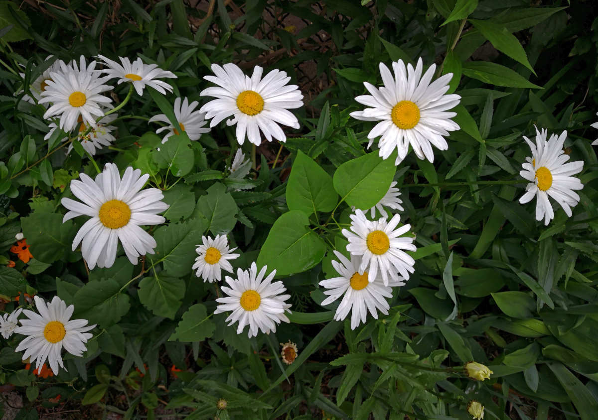 Různé názvy má kopretina starčkolistá, čili římbaba dalmatská (Tanacetum cinerariifolium); foto Shutterstock Zabijáci škůdců: z kopretiny starčkolisté neboli římbaby dalmatské lze vylouhovat úpčinný insekticid