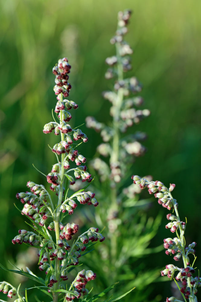 Pelyněk černobýl (A. vulgaris); 2x foto Shutterstock Pelyněk černobýl (A. vulgaris); 2x foto Shutterstock