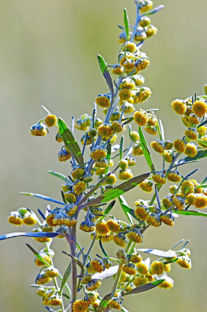 Pelyněk pravý (Artemisia absinthium) Pelyněk pravý (Artemisia absinthium)
