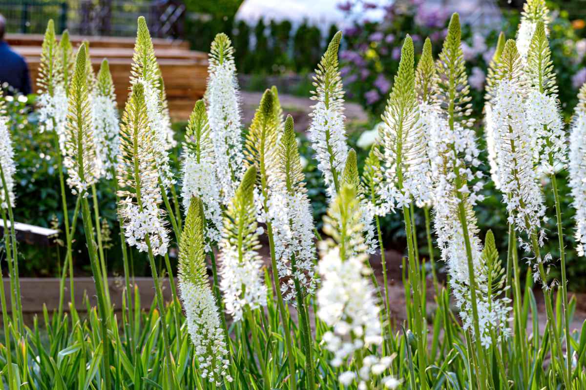 liliochvostce (eremurus)