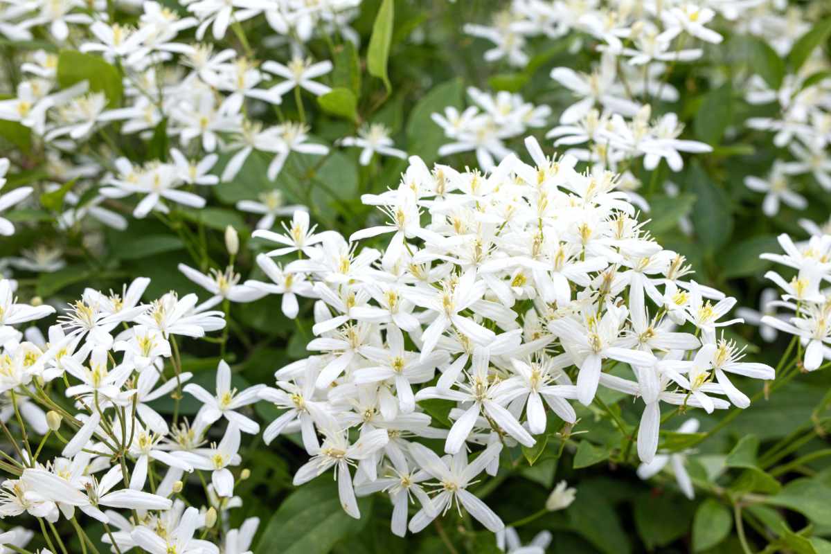 Plamének přímý (Clematis recta) patří mezi nepopínavé trvalky Plamének přímý (Clematis recta) patří mezi nepopínavé trvalky