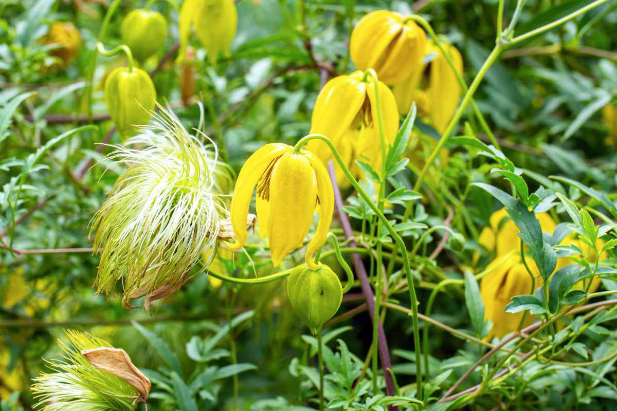 Plamének tangutský (Clematis tangutica) v ČR je pěstován jako okrasná rosltiny Plamének tangutský (Clematis tangutica) v ČR je pěstován jako okrasná rosltiny