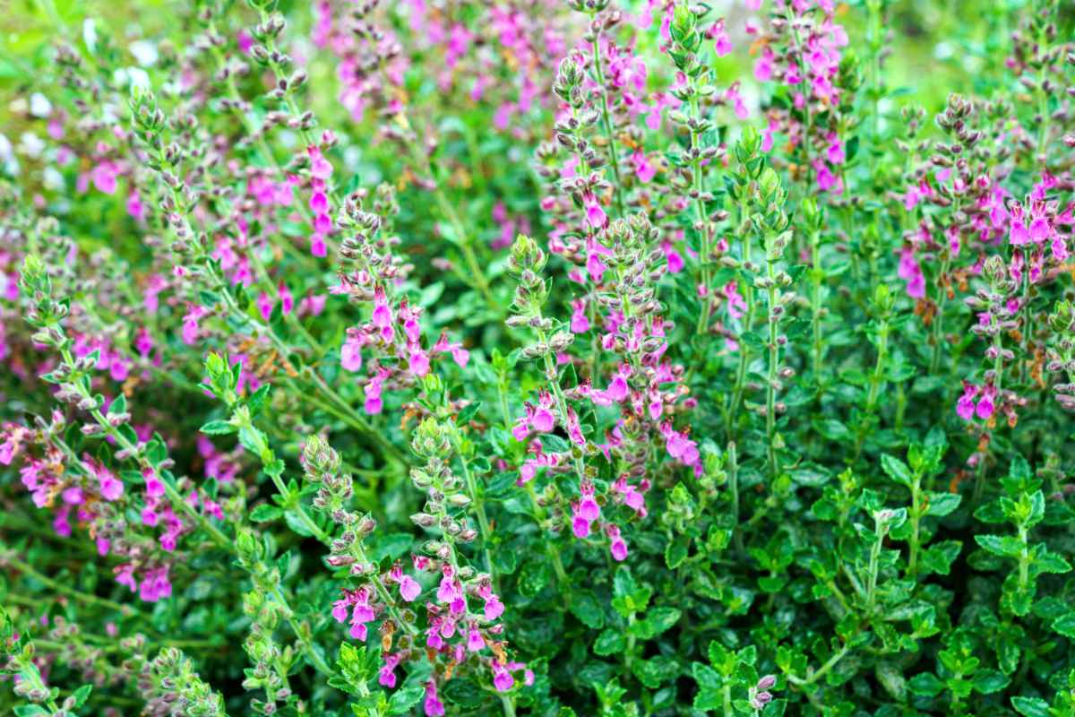 Teucrium lucydris je pěstovaná jako okrasná trvalka, ale také jako léčivá bylina Teucrium lucydris, ožanka