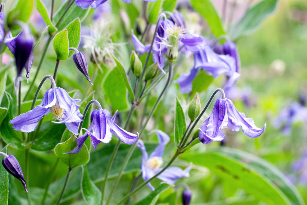 Plamének celolistý (Clematis integrifolia), v ČR pěstován jen vyjímečně Plamének celolistý (Clematis integrifolia), v ČR pěstován jen vyjímečně