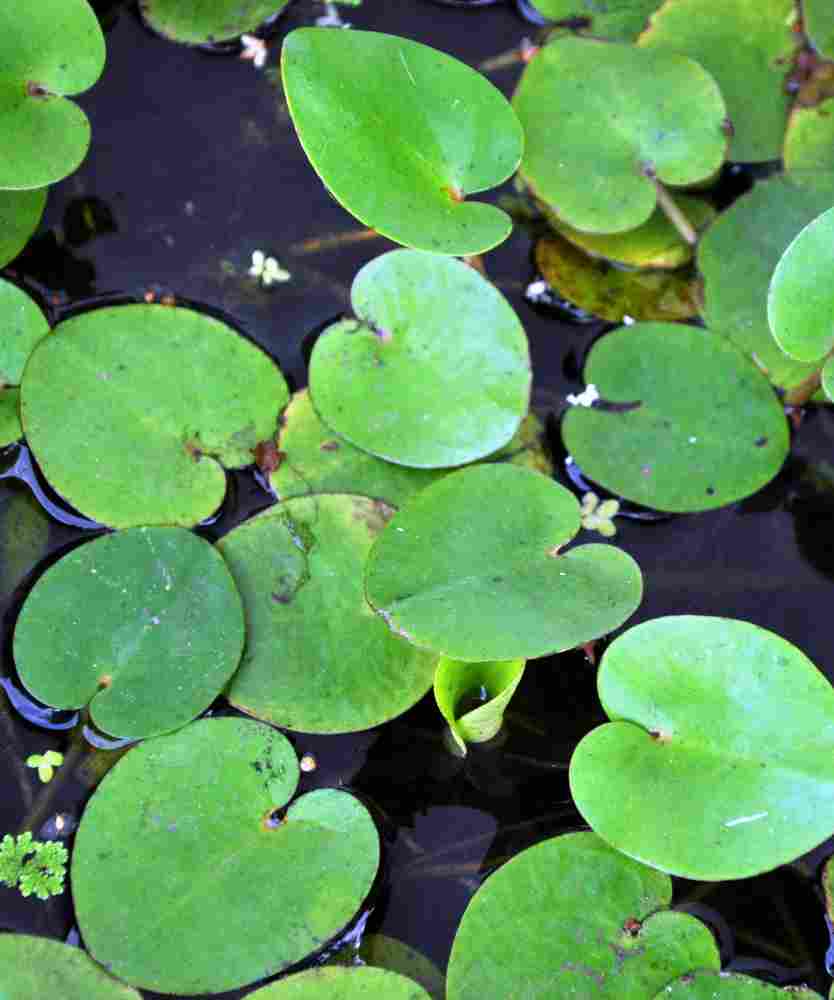 Listy Limnobium spongia Listy voďanky Limnobium spongia