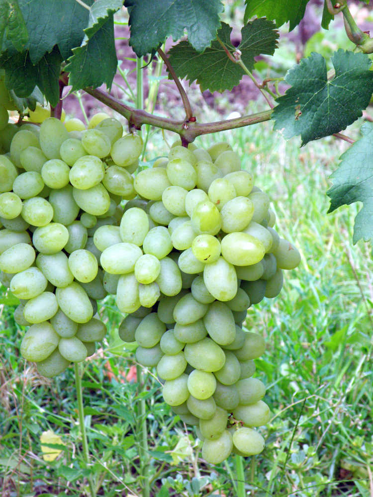 Zelené bobule nejsou dokonale aromaticky vyzrálé Zelené bobule nejsou dokonale aromaticky vyzrálé