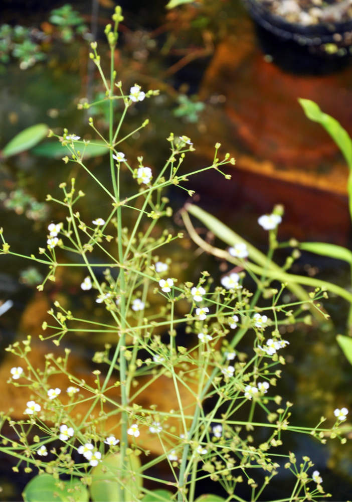 Žabník malokvětý Žabník malokvětý