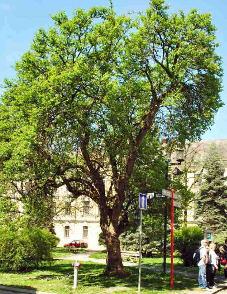 Olomoucká bezinka