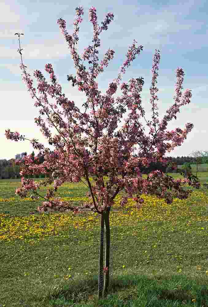 Malus x adstringens Almey