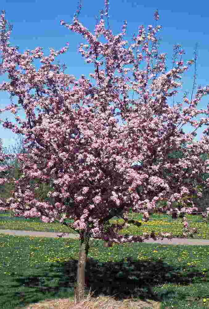 Malus x adstringens Hopa