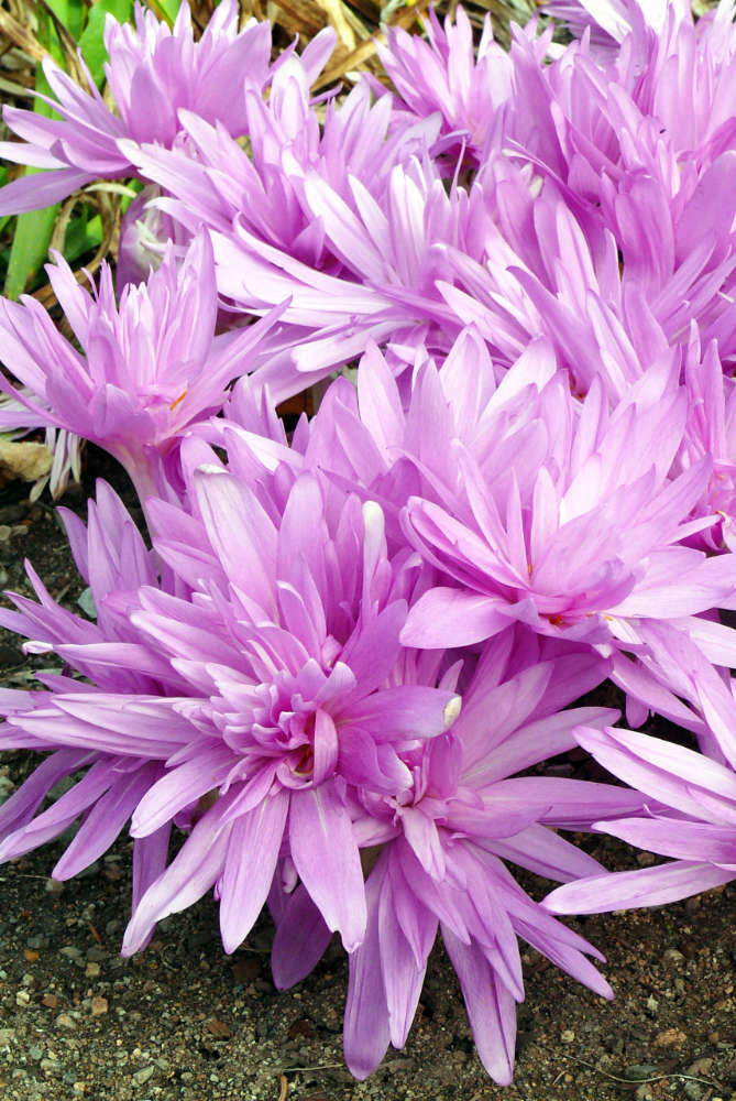 Kultivar Waterlily