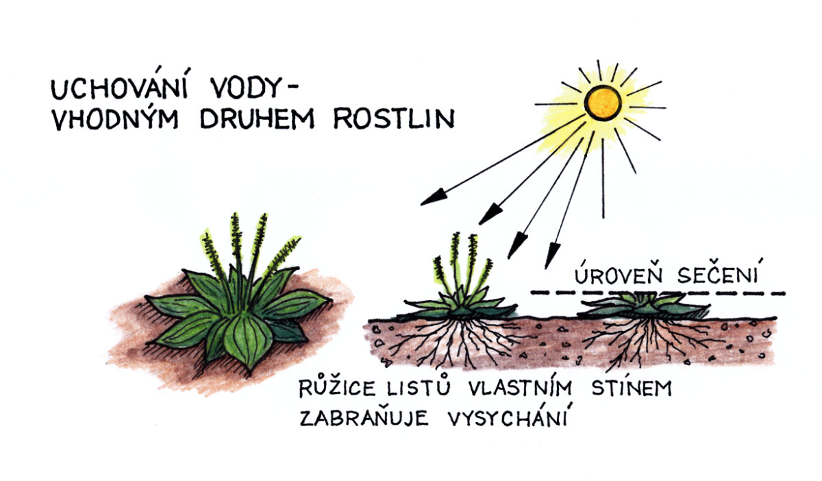 Jak na efektivní a přirozené uchovávání vody v zahradě