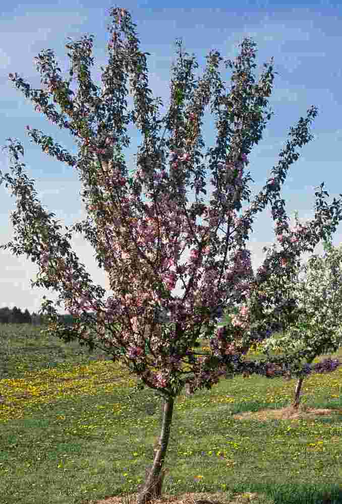 Malus x adstringens Nipissing