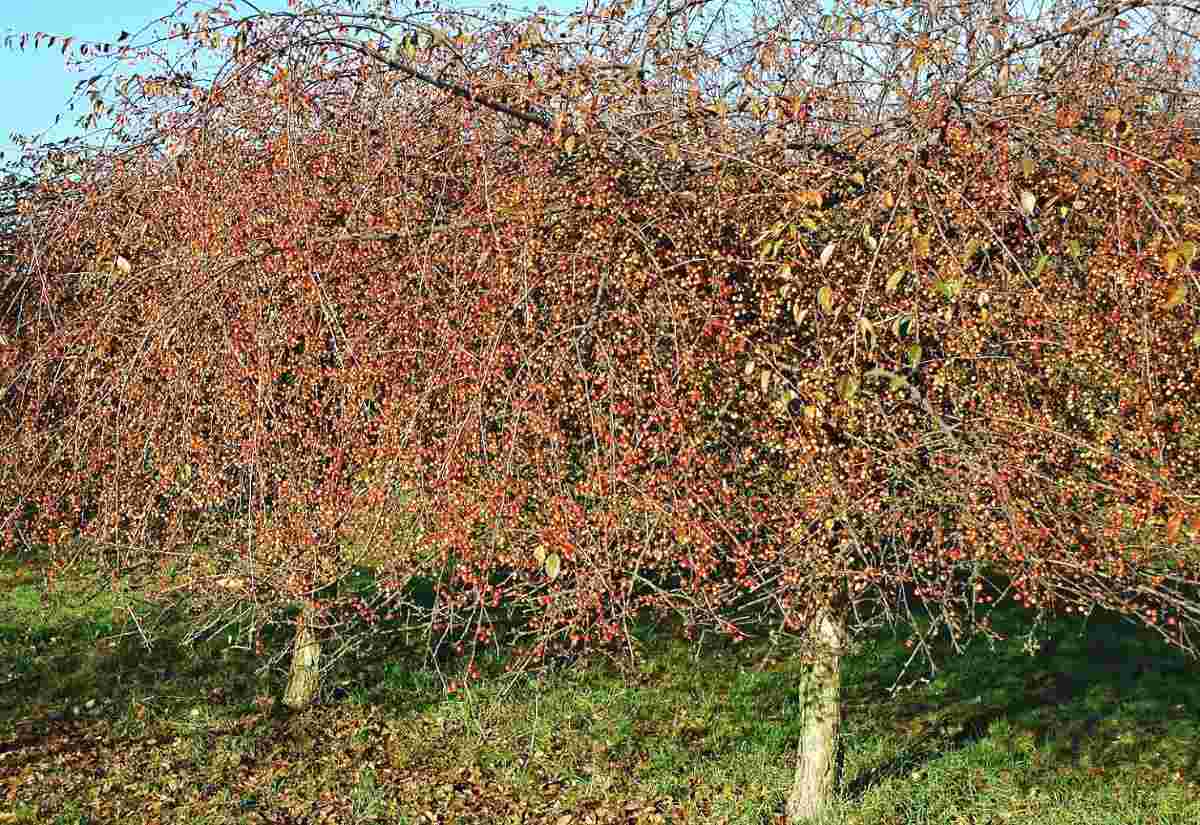 Malus baccata Gracilis - strom s plody na podzim