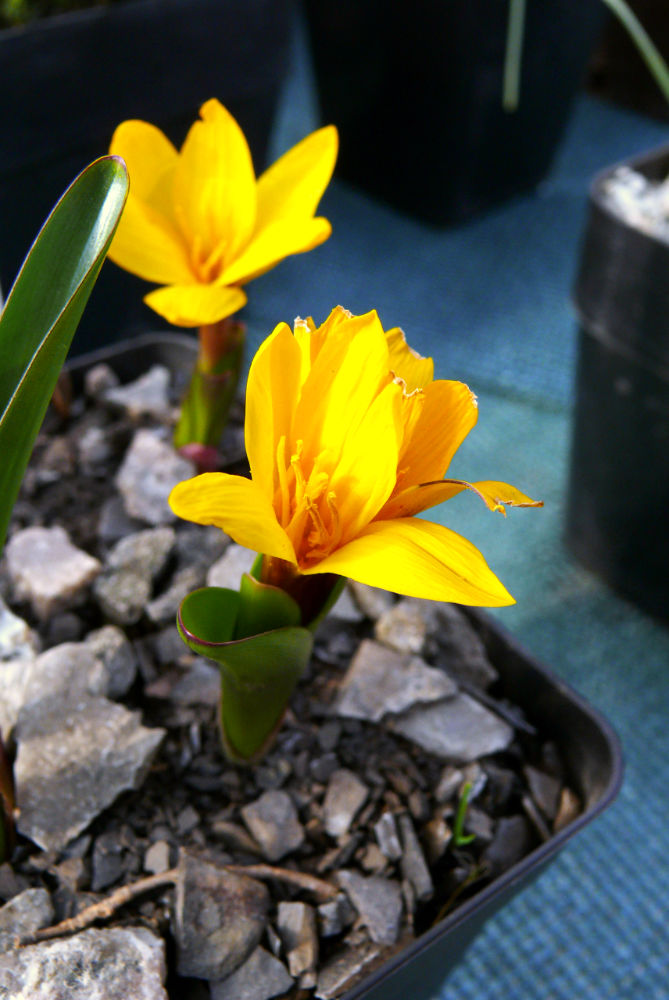 Colchicum luteum je druhem spíše pro sběratele