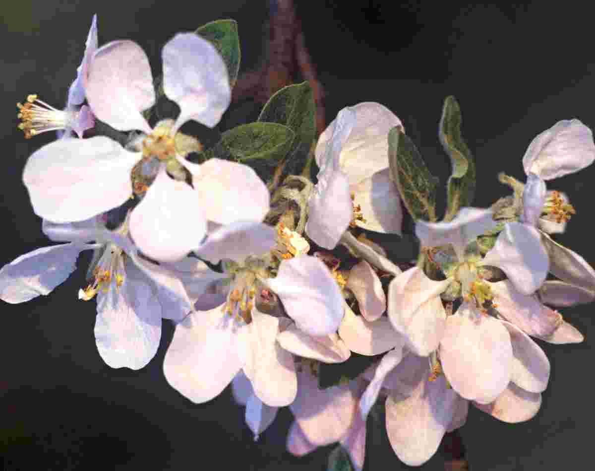 Okrasné jabloně: Malus pumila v květu
