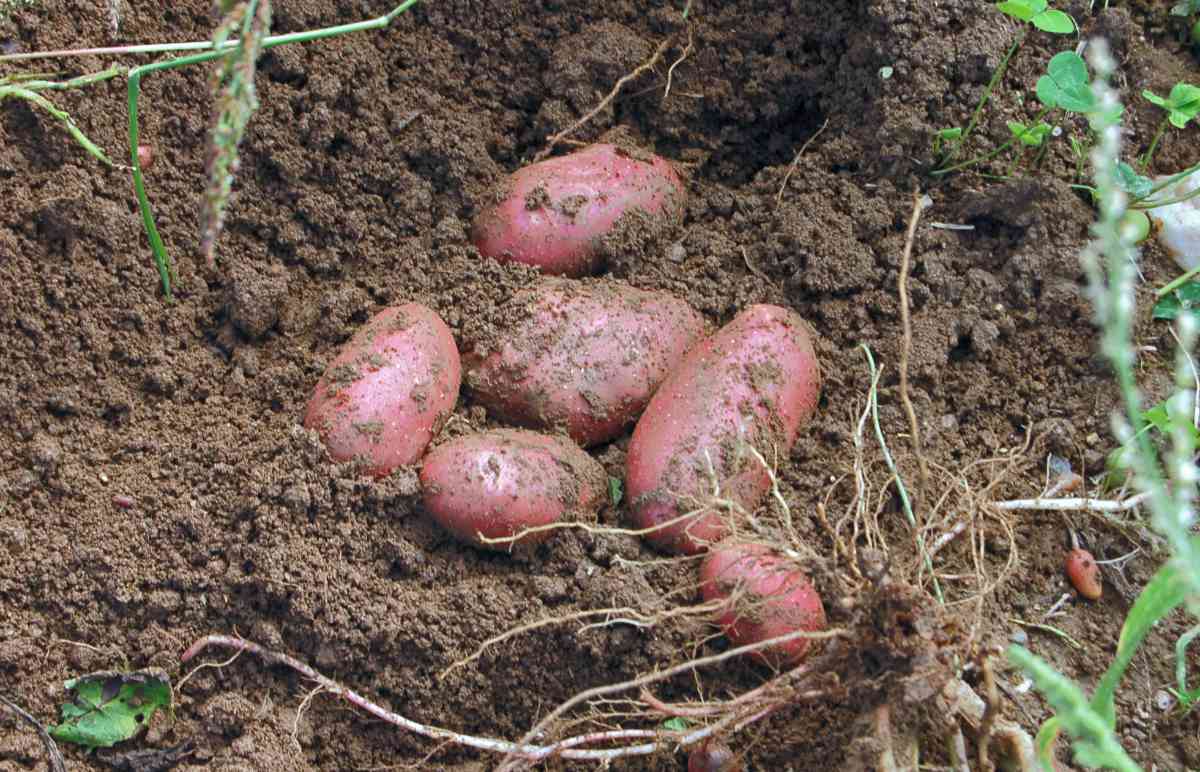 Bellarosa Rané brambory